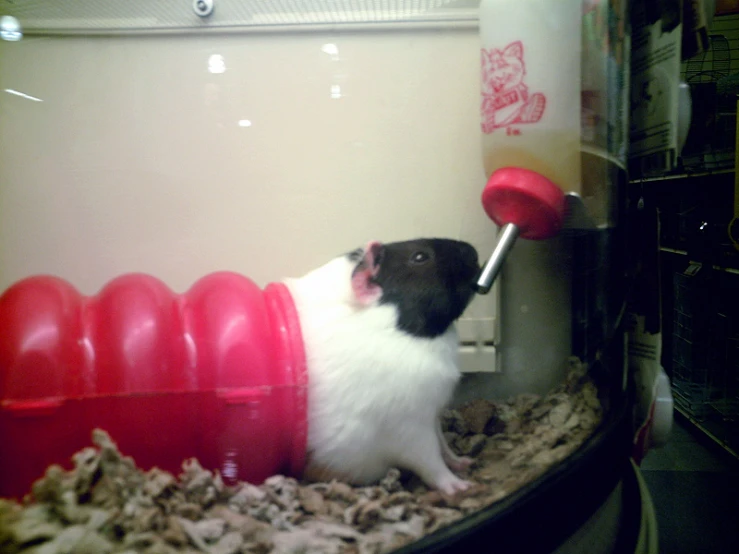 a rodent in a tank that has some red plastic cups