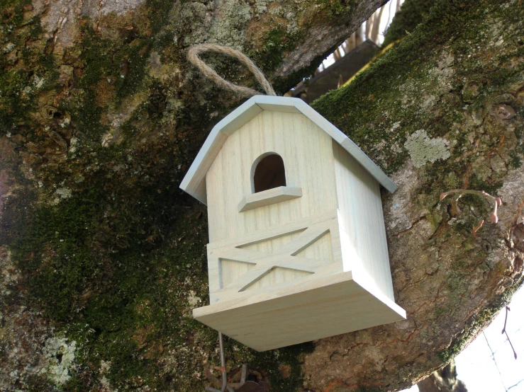 birdhouse built on tree nch with wires above