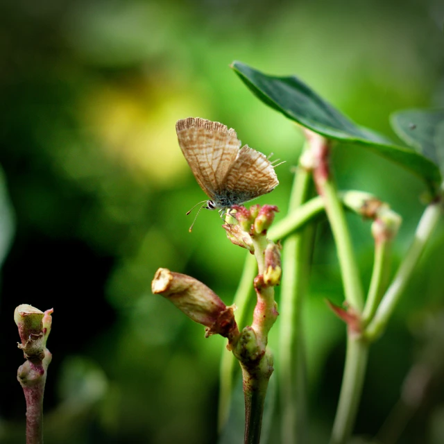 two bugs are sitting on a plant in the forest