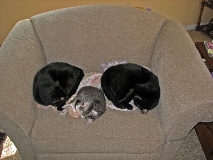 two cats lie on a blanket together in a chair