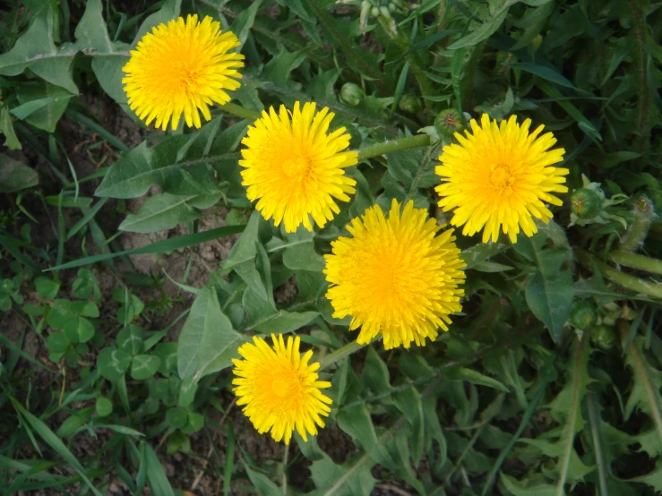 a number of yellow flowers on a green plant