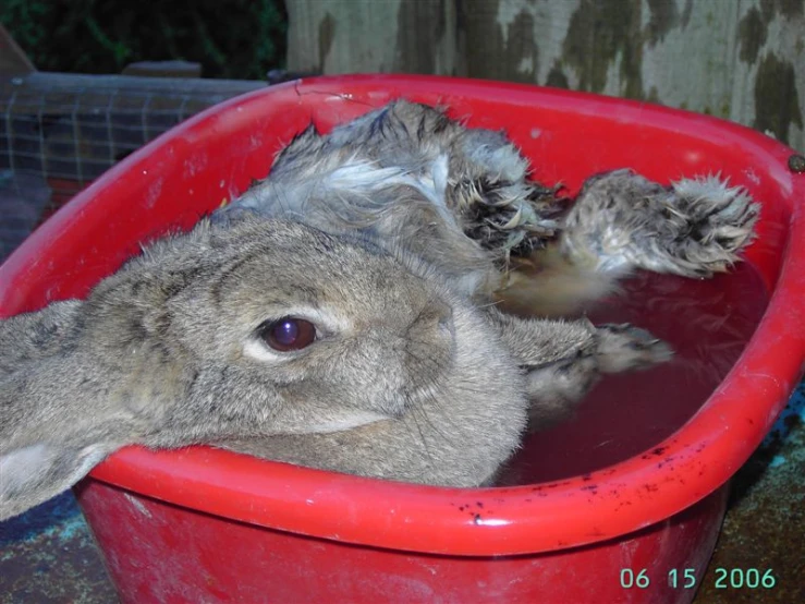 a brown rabbit in a red container with one leg out