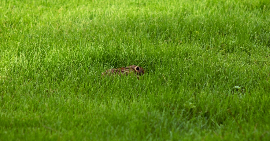 a small rabbit sitting on its side in the grass