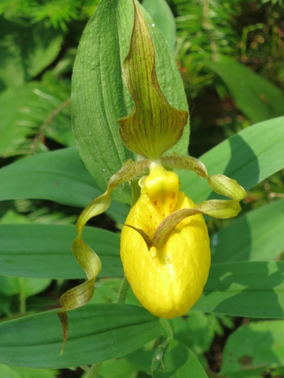 a yellow flower with brown spots growing in a lush green area