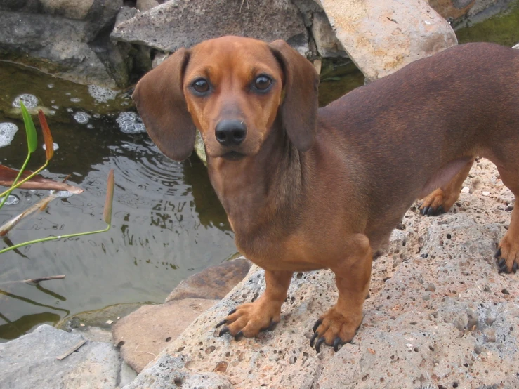 a dog is standing near a small water pond