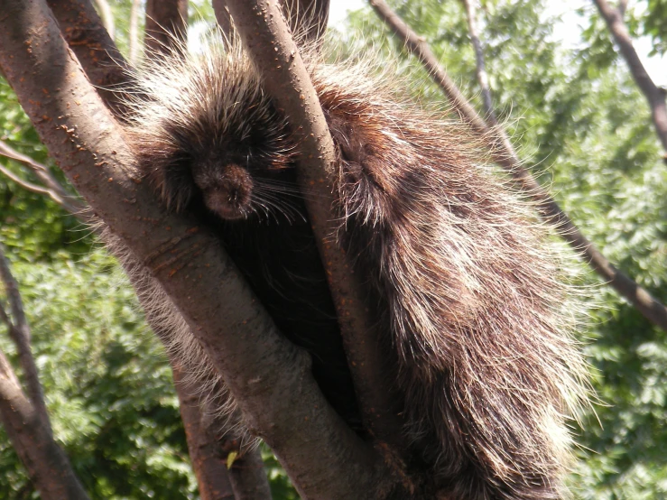 a porcupine in a tree has long thin fur
