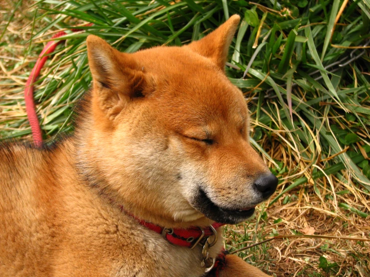 a close - up image of a sleeping dog resting under grass