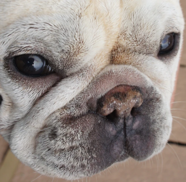 a white dog's face is shown with a black eye