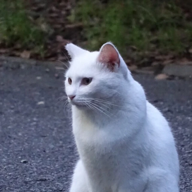 a cat sitting on the pavement next to a road