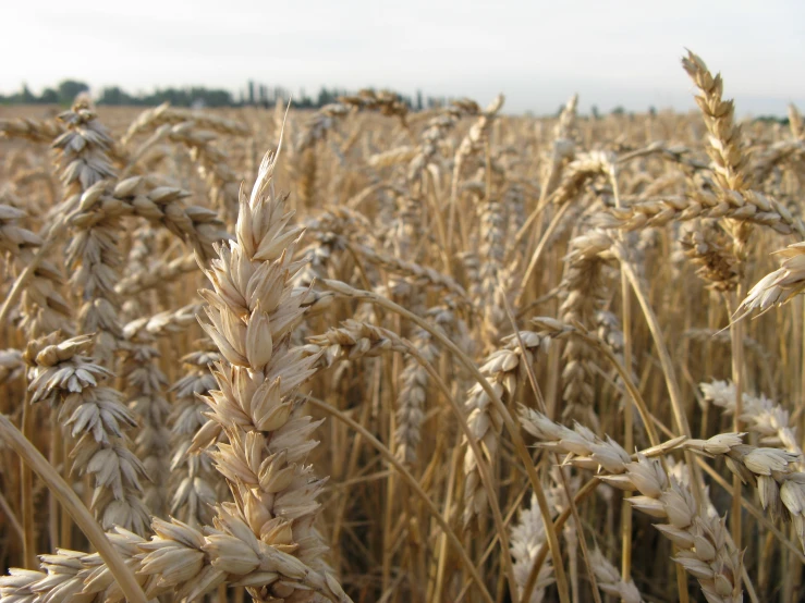 a field full of dry grass with tall stems