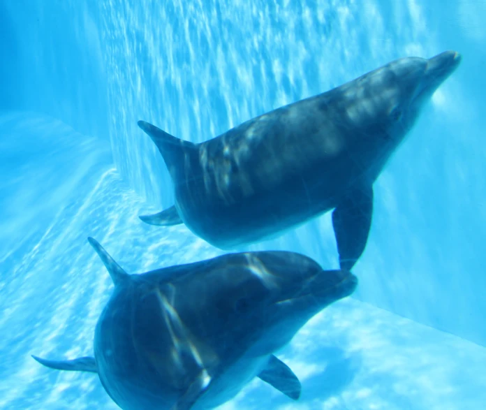 two dolphins are under the water near the rocks