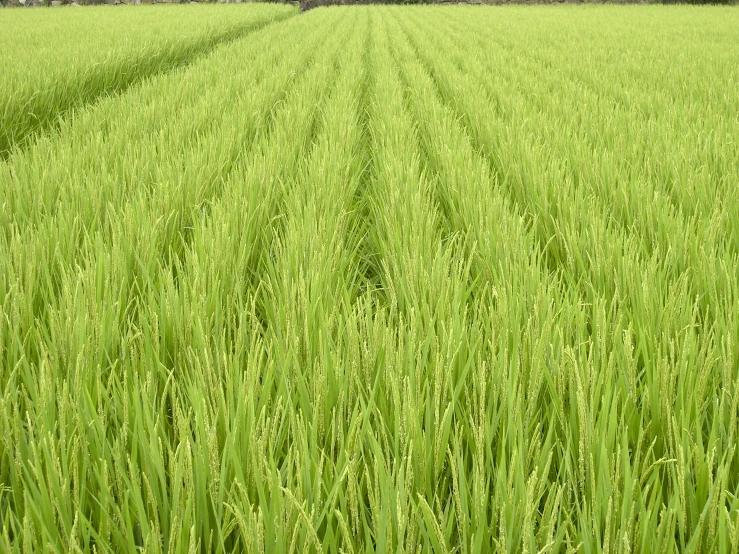 a large field with lots of tall green grass