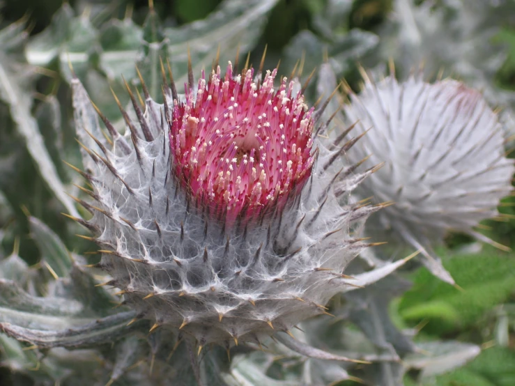 pink and white cactus blossom in closeup looking