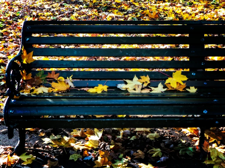 a bench in the middle of the park surrounded by leaves