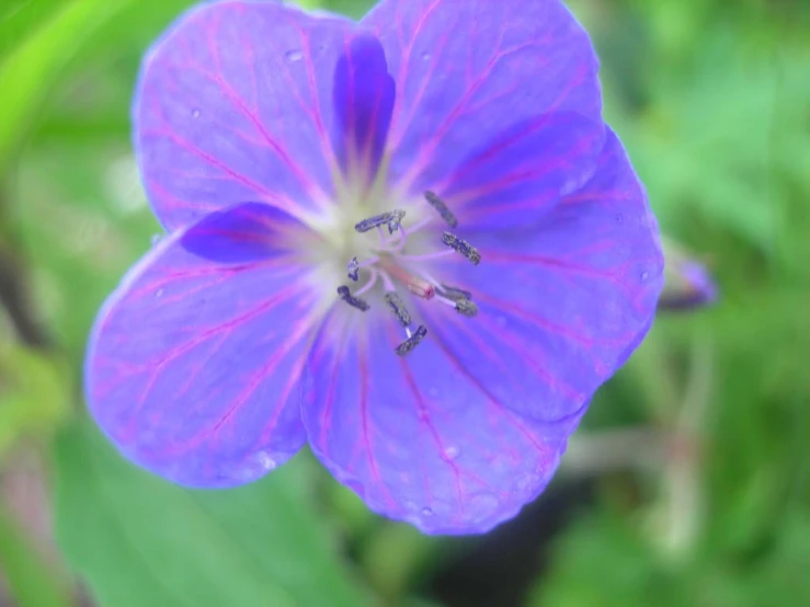 a purple flower with green leaves is pictured here