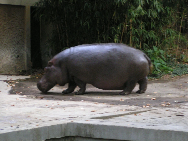 a large hippopotamus walks down the sidewalk
