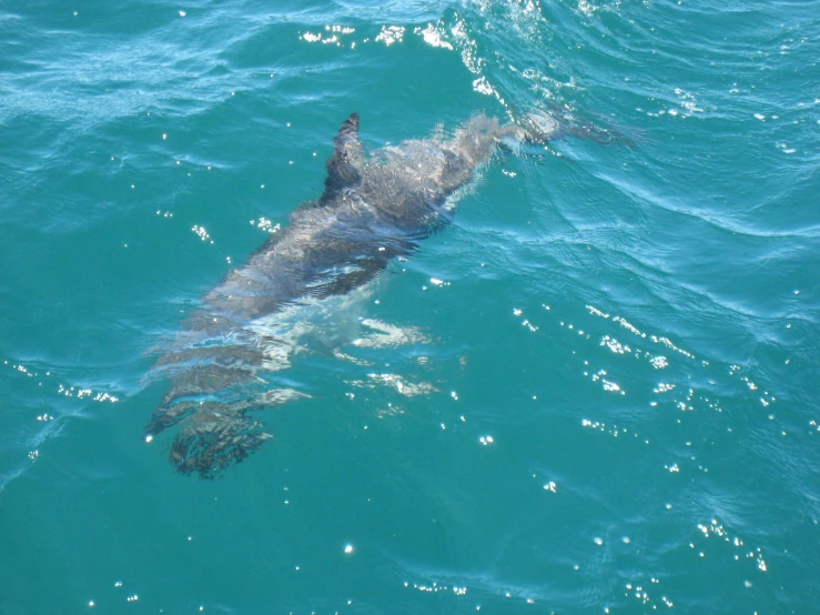 a dog swimming in the blue water