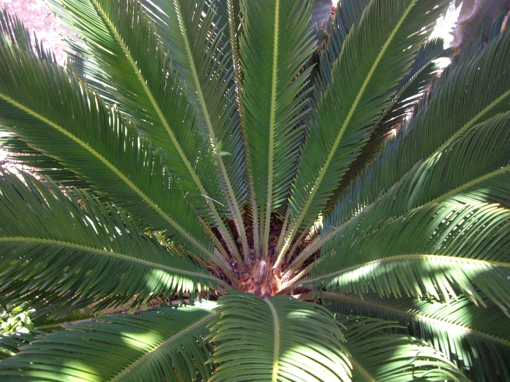 a closeup s of the leaf of a tree