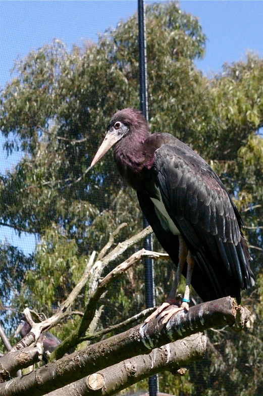 a large black bird sitting on top of a tree nch