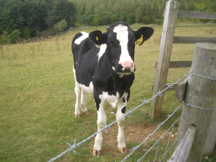 a black and white cow stands behind a fence