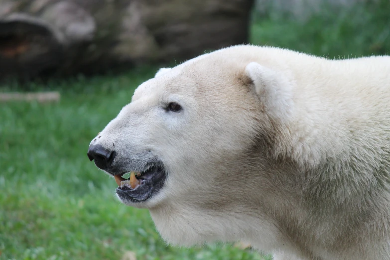 a close up of a polar bear holding an object in his mouth