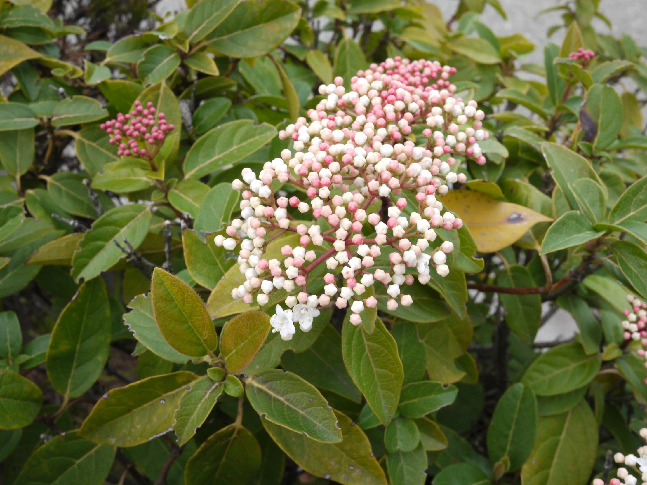 some white and pink flowers that are on a tree