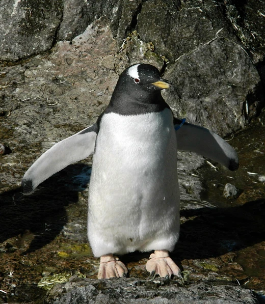 a white and black penguin standing on rocks in the sun
