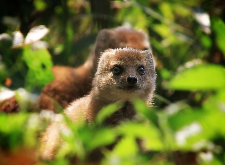 a very cute furry animal in the forest