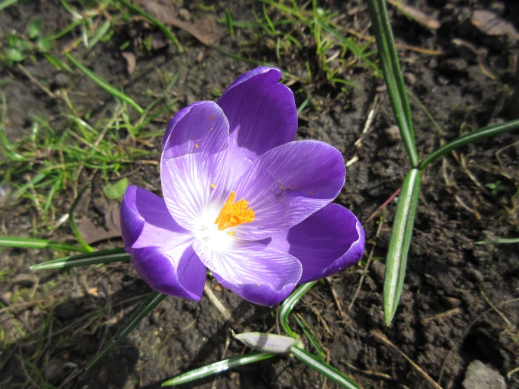 there is a purple flower in the grass