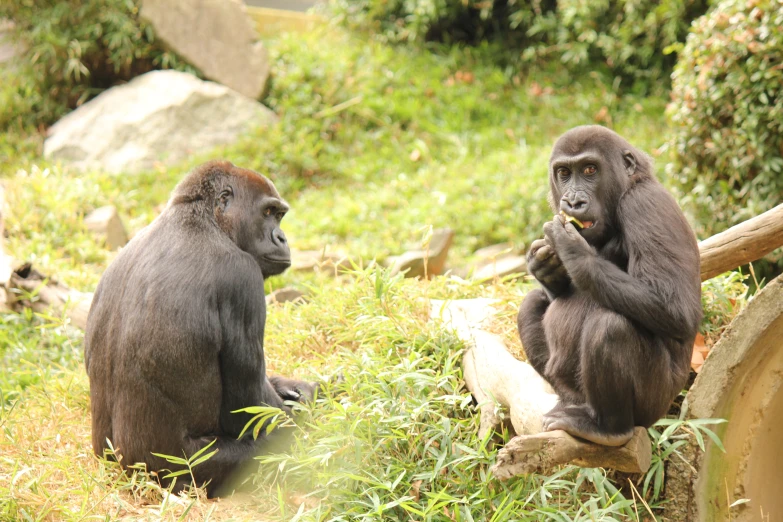 two monkeys sitting on wooden logs and eating