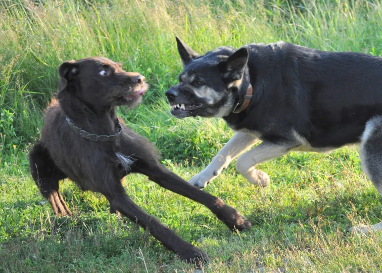 a dog is trying to bite another dog's leg