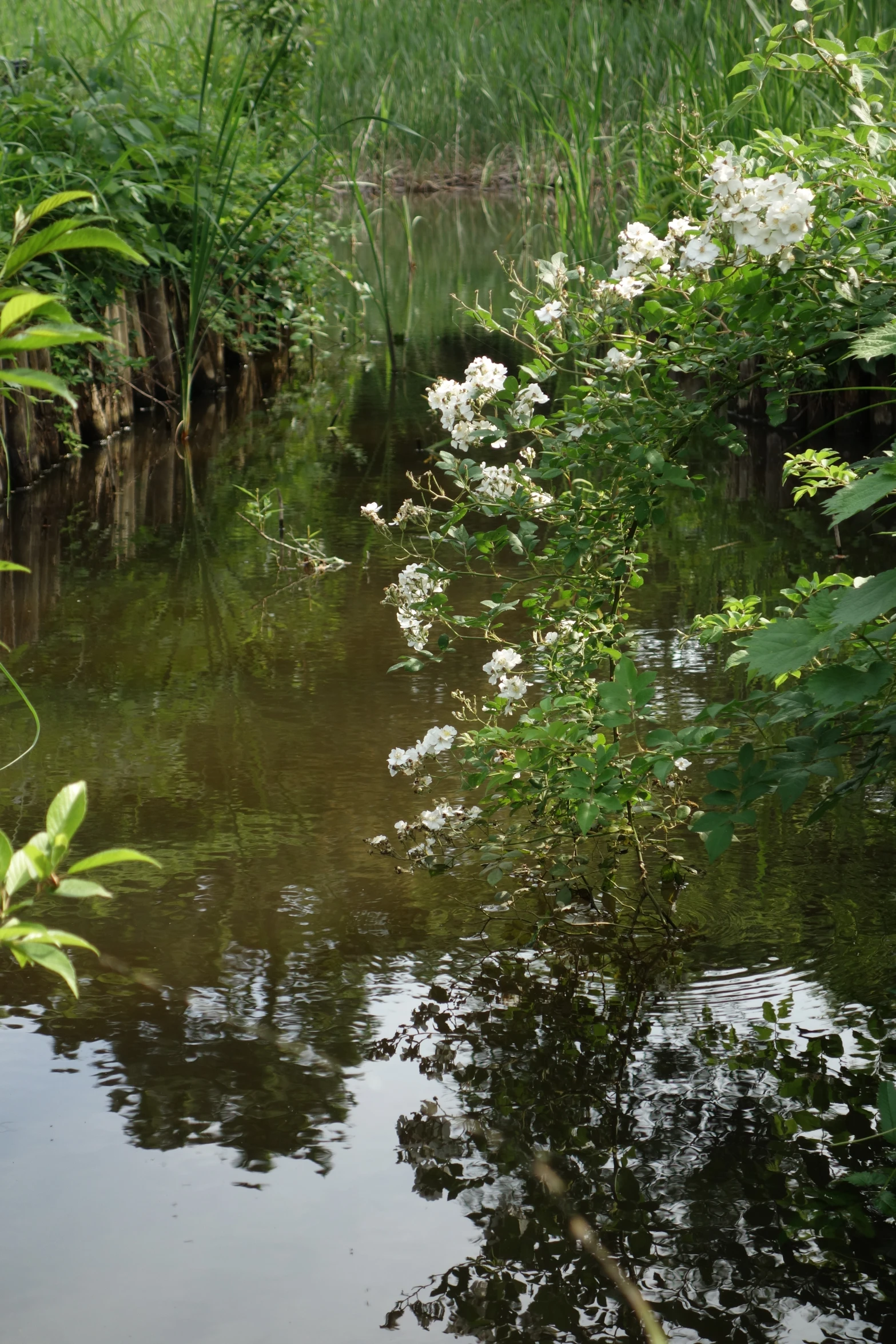 white flowers are growing in the water near tall grass