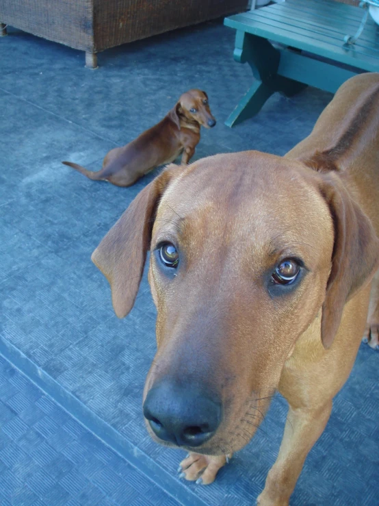 the brown dog is staring at soing outside