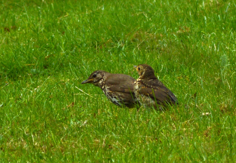 a couple of birds are standing in a grassy field