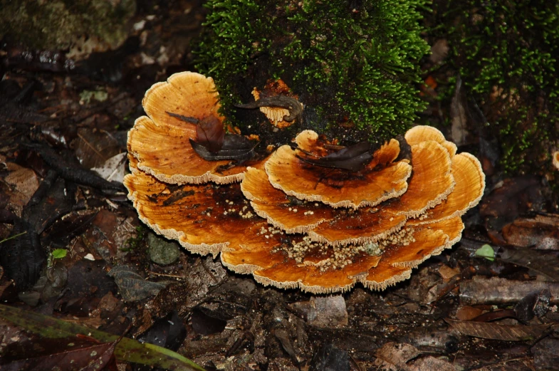 three large brown mushrooms are on the forest floor