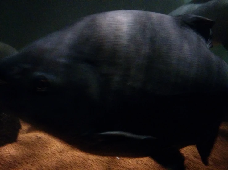 a large fish swims through an aquarium