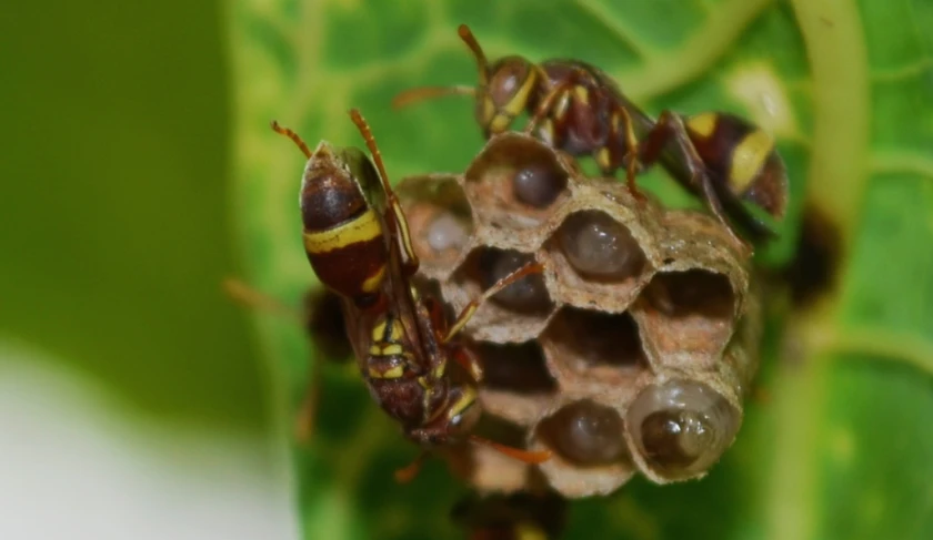 a closeup view of a bunch of little brown things