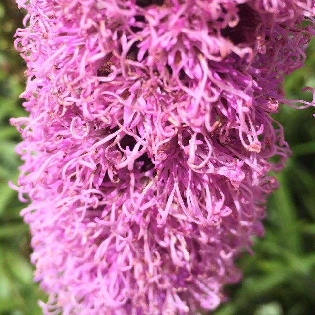 closeup of pink flower with green leaves