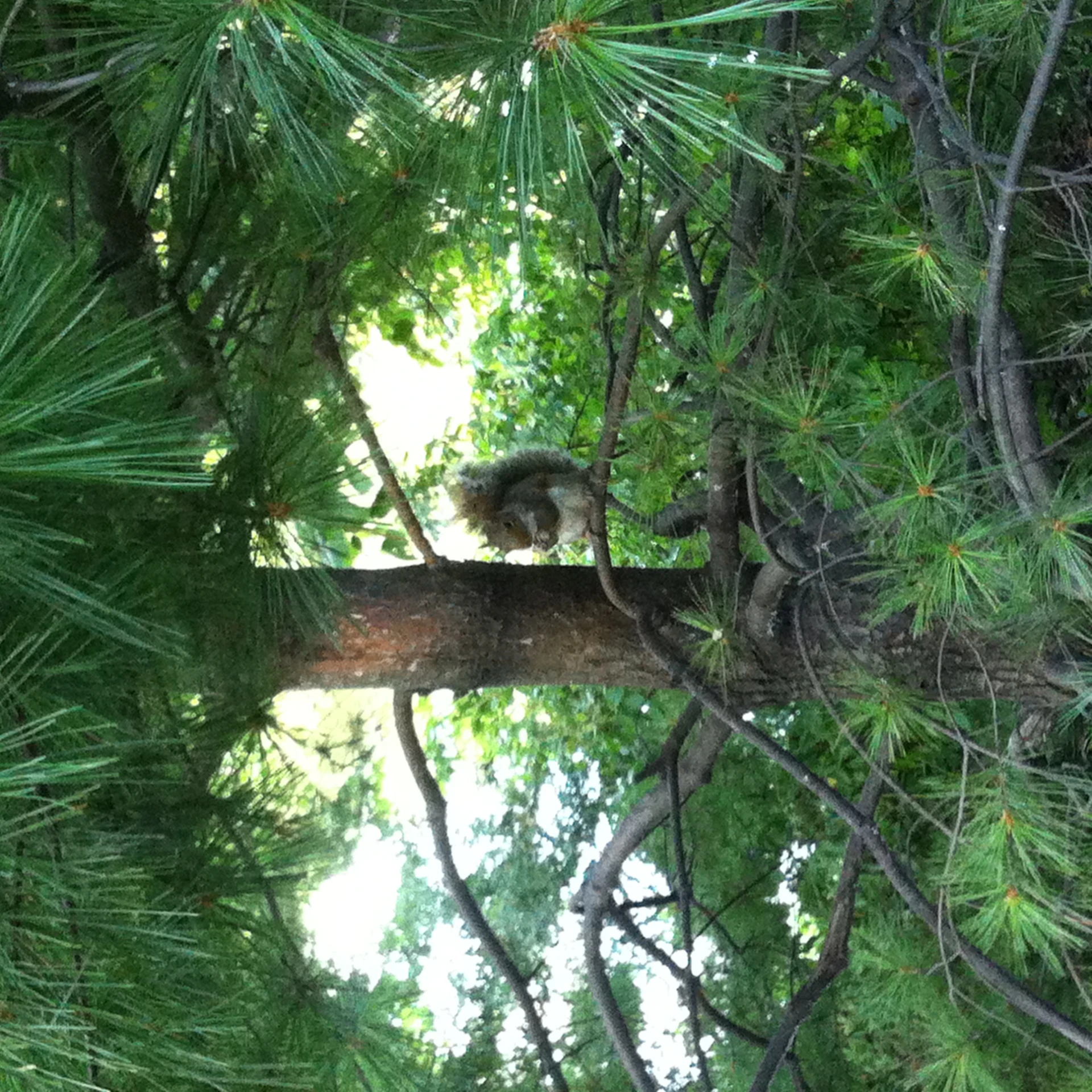 a squirrel is sitting on a tree limb