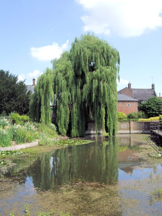 a willow tree overhangs the water at a pond