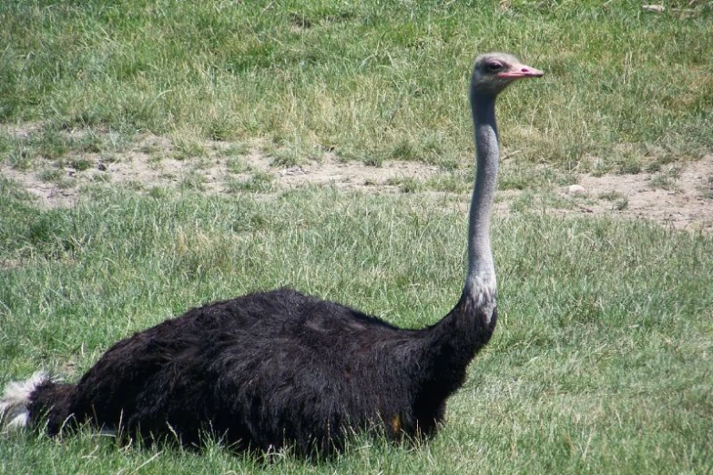 an ostrich with a bird in it's eyes