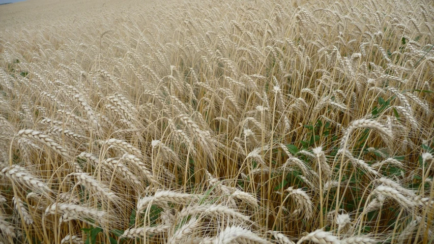 some very tall brown and white grass in the sun