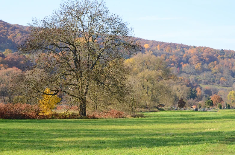 green grass, tree and grassy area with trees in background