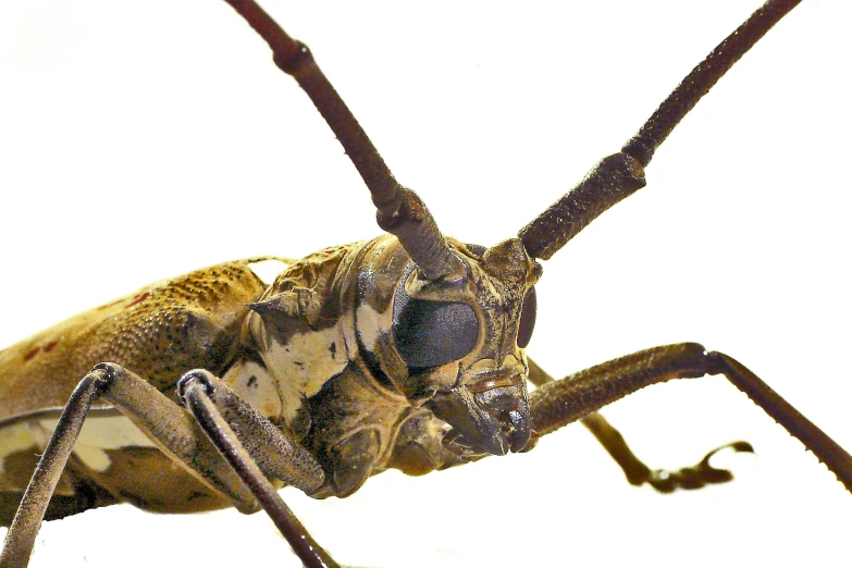 a close up of a bug's face against a white background