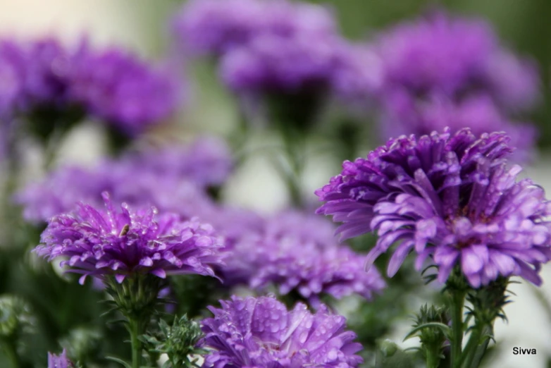 purple flowers with water drops are growing together