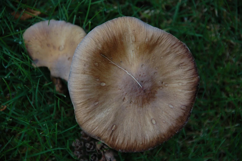 a mushroom that has been sitting on the grass