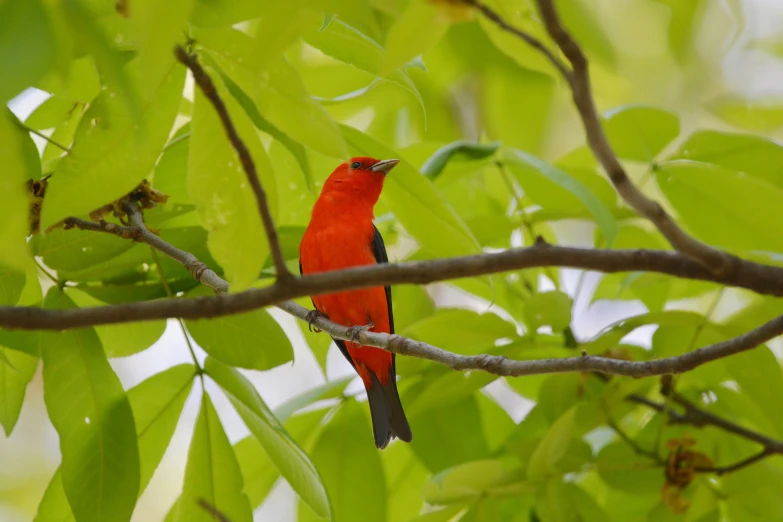a red bird is perched on the nches of a tree