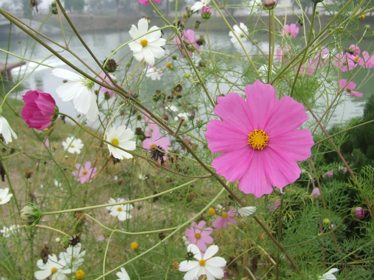 many flowers are growing in an area with water