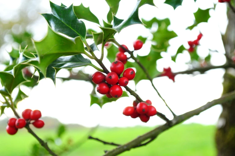 red berries are hanging on the nch of a holly tree