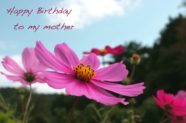 pink daisies with the words happy birthday to my mother